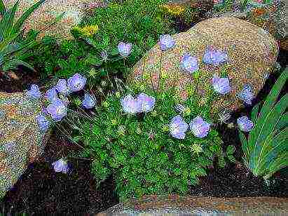 flowers periwinkle planting and care in the open field