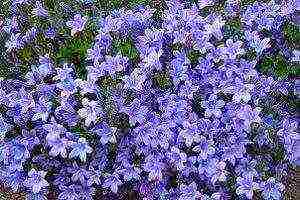 flowers periwinkle planting and care in the open field