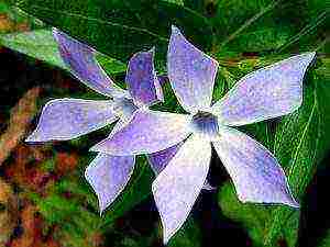 flowers periwinkle planting and care in the open field