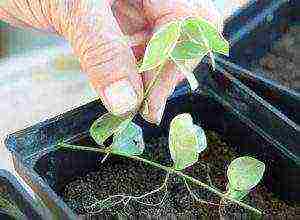 flowers periwinkle planting and care in the open field