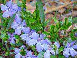 flowers periwinkle planting and care in the open field