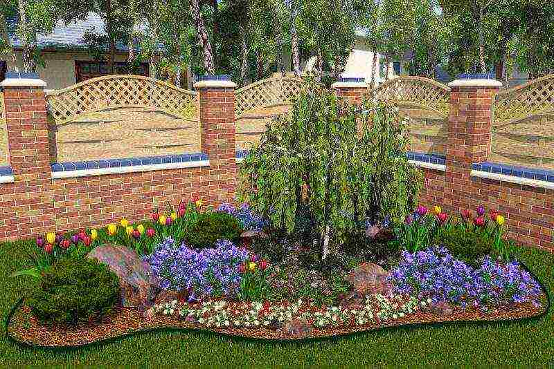 flowers periwinkle planting and care in the open field