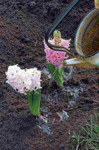 flowers planting and care in the open field in the fall