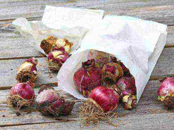 pagtatanim ng mga bulaklak at pangangalaga sa bukas na bukid sa taglagas