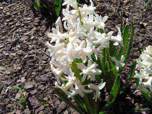 pagtatanim ng mga bulaklak at pangangalaga sa bukas na bukid sa taglagas