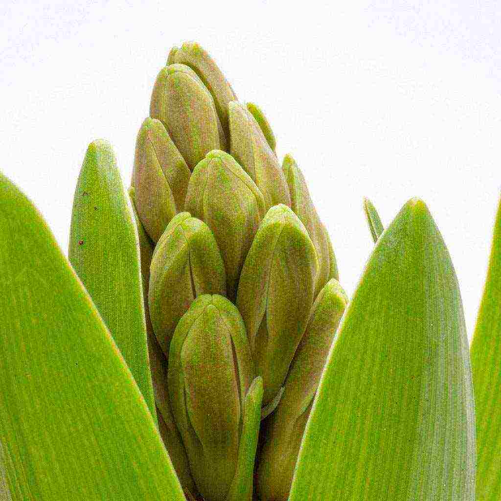 pagtatanim ng mga bulaklak at pangangalaga sa bukas na bukid sa taglagas