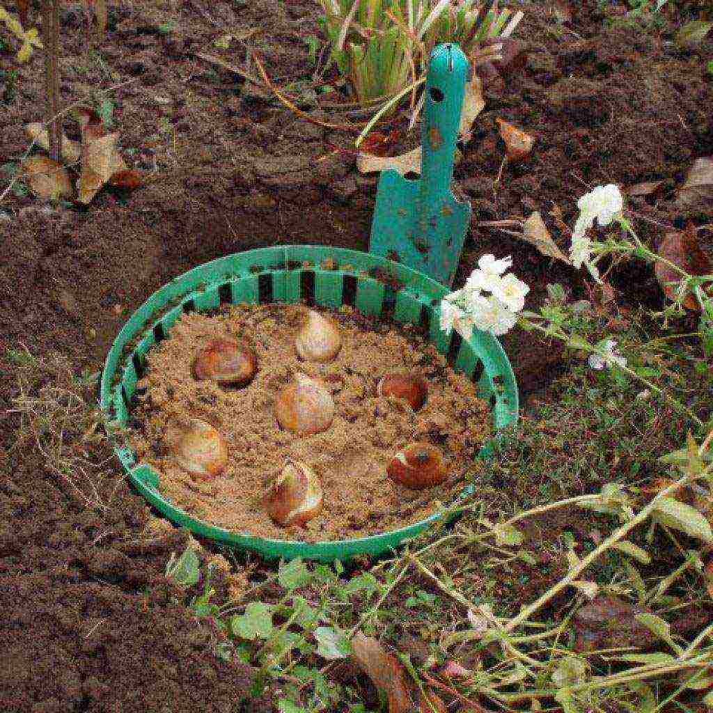 flowers planting and care in the open field in the fall