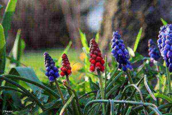 flowers planting and care in the open field in the fall