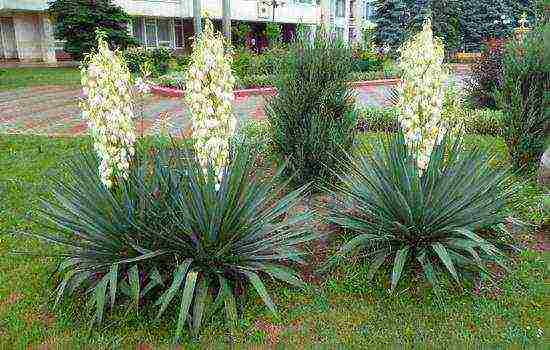 flowers garden planting and outdoor care