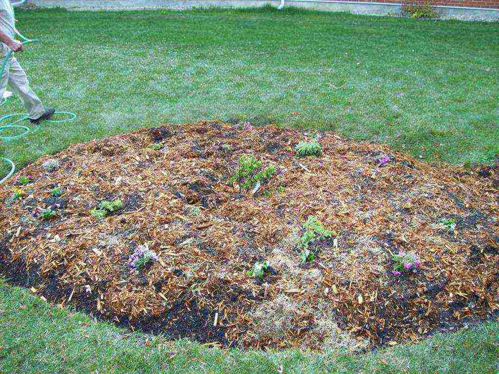 pagtatanim ng bulaklak na hardin at pangangalaga sa labas