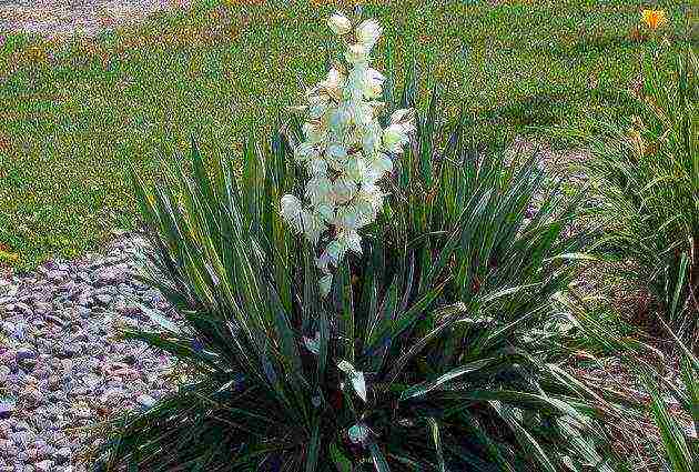 pagtatanim ng bulaklak na hardin at pangangalaga sa labas