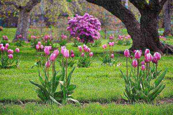 flowers garden planting and outdoor care