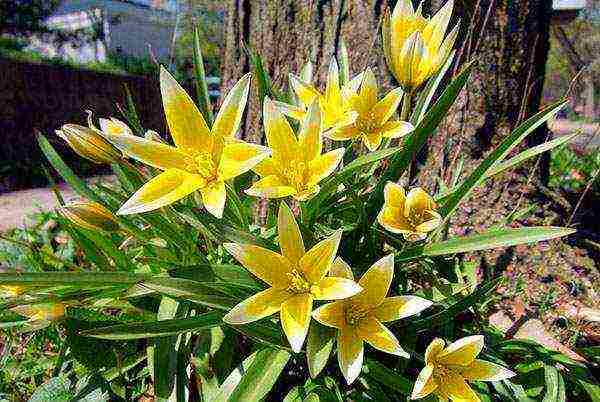 flowers garden planting and outdoor care