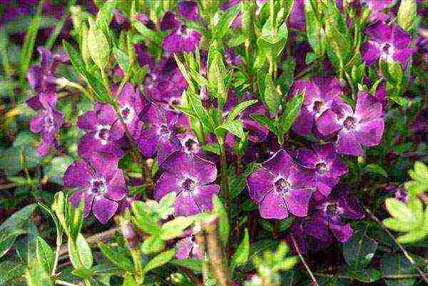 pagtatanim ng bulaklak na hardin at pangangalaga sa labas