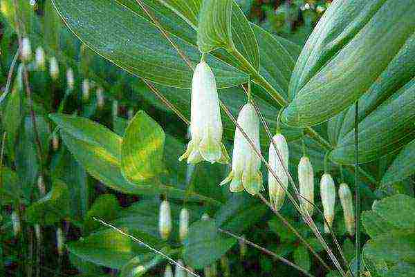 flowers garden planting and outdoor care