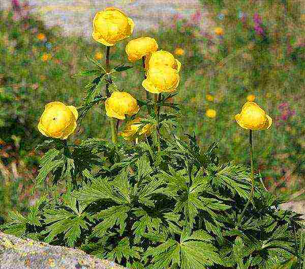 flowers garden planting and outdoor care