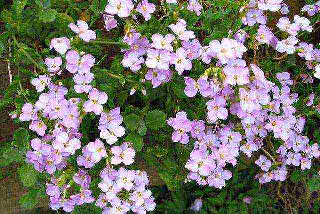 pagtatanim ng bulaklak na hardin at pangangalaga sa labas