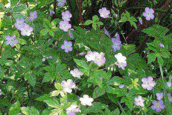 pagtatanim ng bulaklak na hardin at pangangalaga sa labas