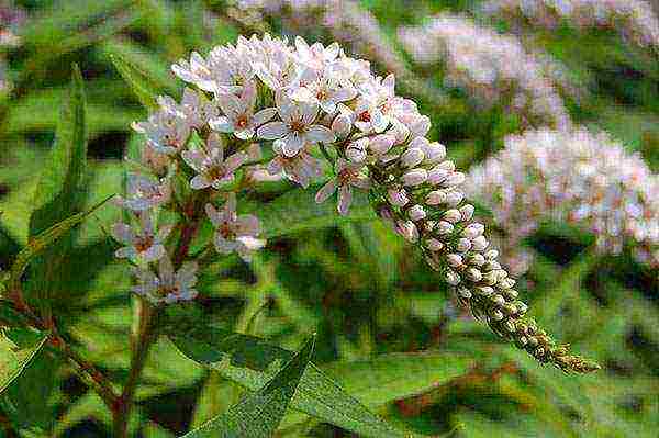 flowers garden planting and outdoor care