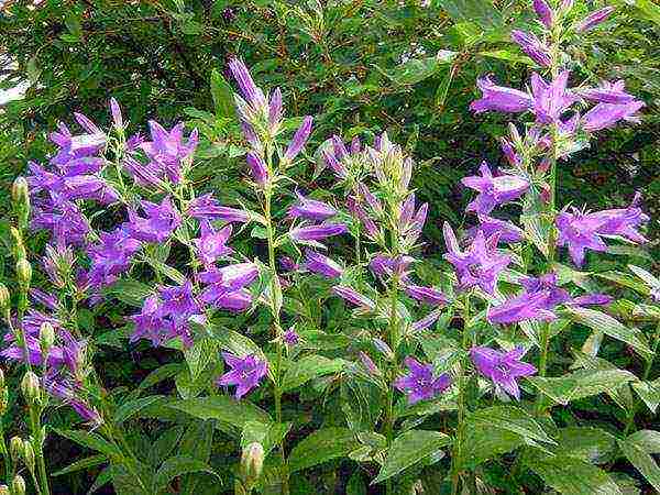 flowers garden planting and outdoor care