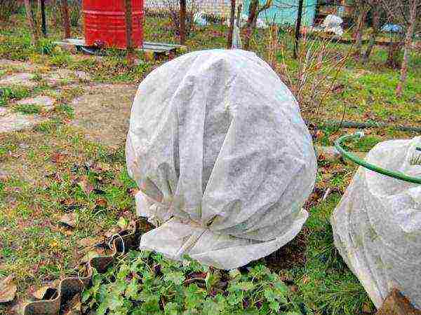 pagtatanim ng bulaklak na hardin at pangangalaga sa labas