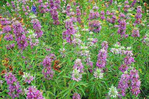 flowers garden planting and outdoor care