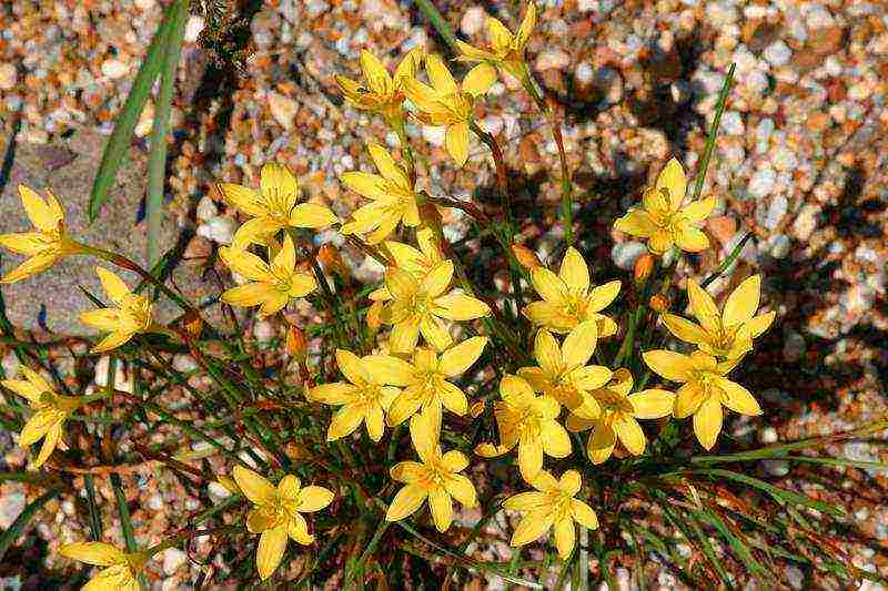 ดอกไม้ zephyranthes ปลูกและดูแลในทุ่งโล่ง