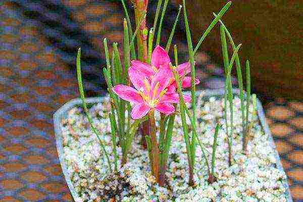 ดอกไม้ zephyranthes ปลูกและดูแลในทุ่งโล่ง