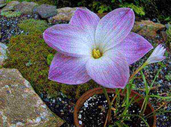 mga bulaklak zephyranthes pagtatanim at pangangalaga sa bukas na bukid