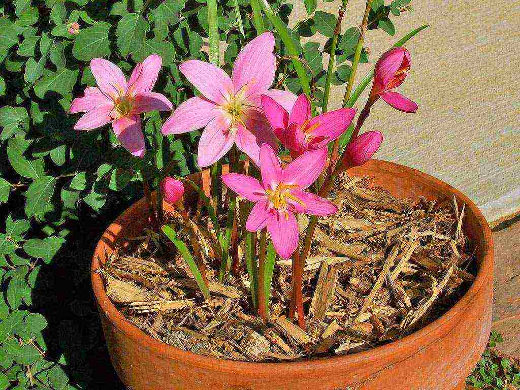 flowers zephyranthes planting and care in the open field