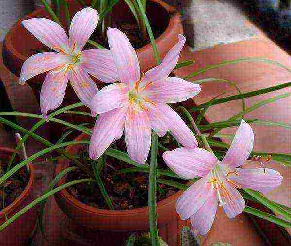 ดอกไม้ zephyranthes ปลูกและดูแลในทุ่งโล่ง