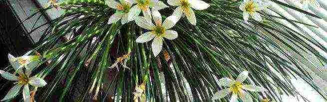 flowers zephyranthes planting and care in the open field