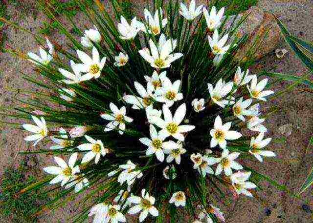 ดอกไม้ zephyranthes ปลูกและดูแลในทุ่งโล่ง