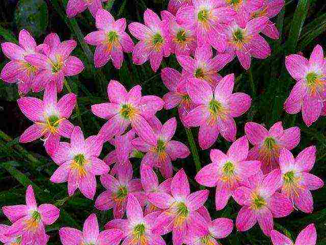 ดอกไม้ zephyranthes ปลูกและดูแลในทุ่งโล่ง