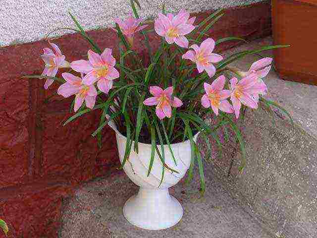 ดอกไม้ zephyranthes ปลูกและดูแลในทุ่งโล่ง