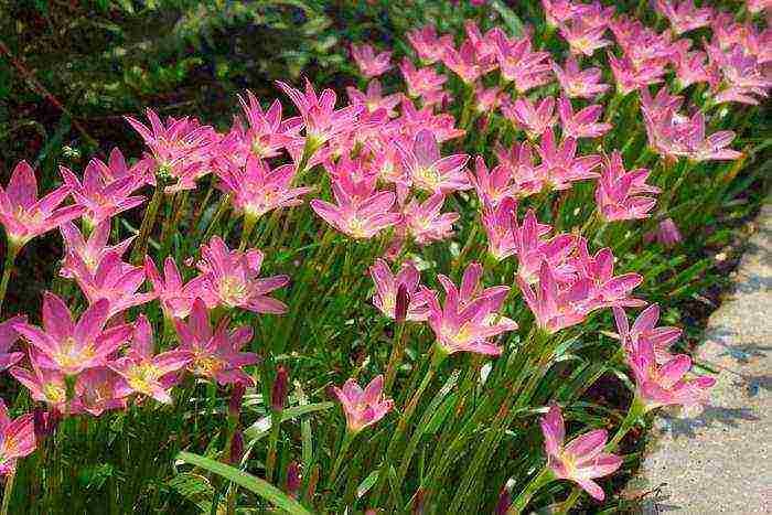 ดอกไม้ zephyranthes ปลูกและดูแลในทุ่งโล่ง