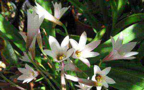 ดอกไม้ zephyranthes ปลูกและดูแลในทุ่งโล่ง