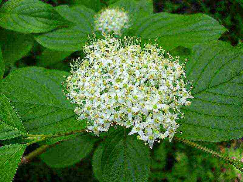 derain white siberica planting and care in the open field