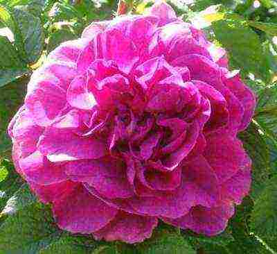 ten best varieties of roses