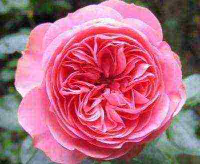 ten best varieties of roses