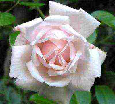 ten best varieties of roses