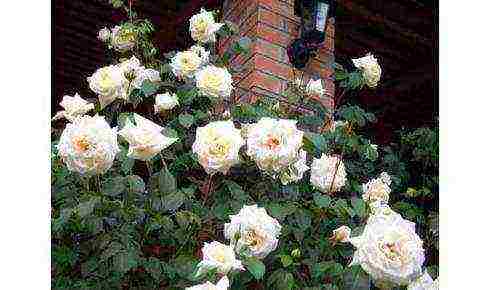 ten best varieties of roses