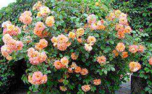 ten best varieties of roses