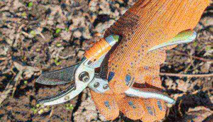 action planting and care in the open field in the Urals