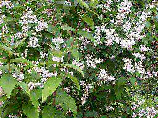 action planting and care in the open field in the Urals