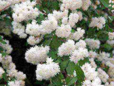 action planting and care in the open field in the Urals