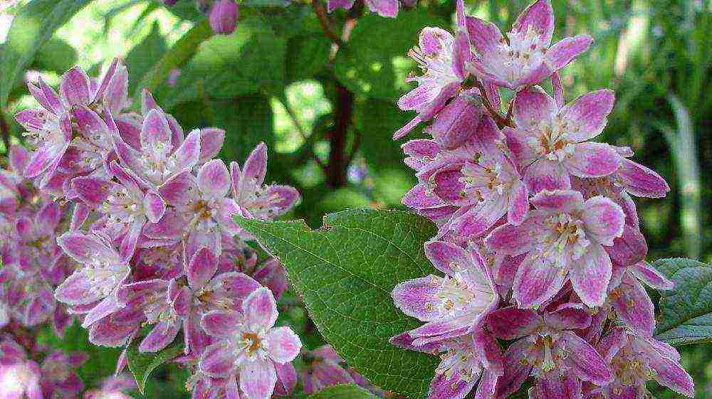 action planting and care in the open field in the Urals