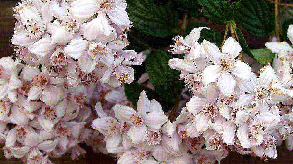 action planting and care in the open field in the Urals