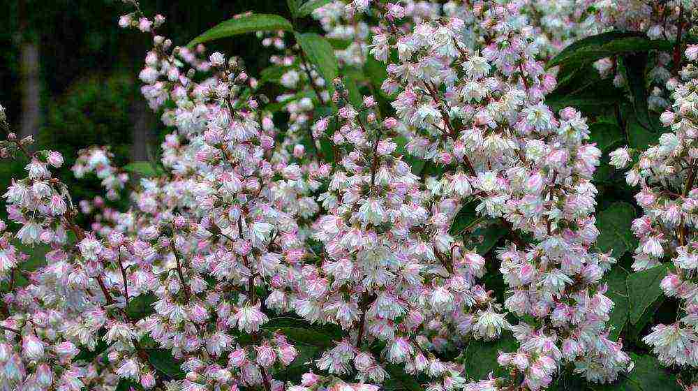 action planting and care in the open field in the Urals