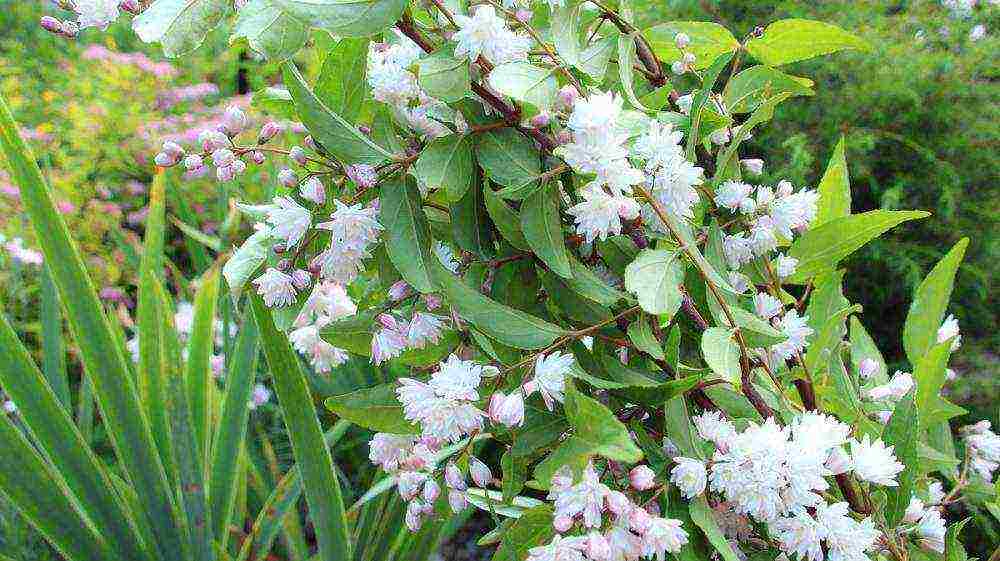 action planting and care in the open field in the Urals